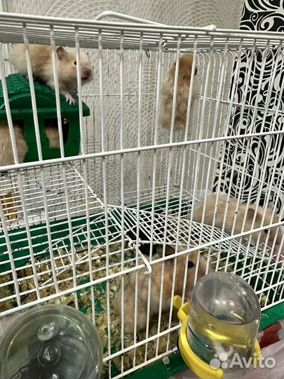 Сатиновый хомяк