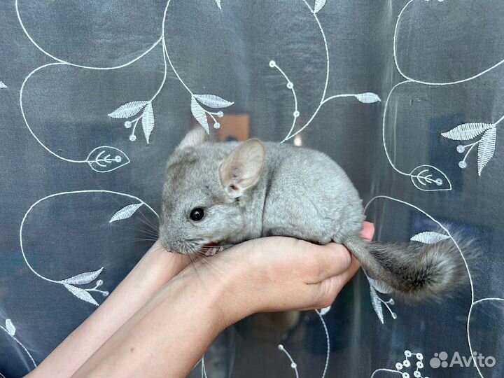 Шиншилла