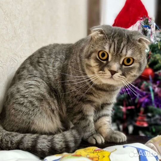 Шотландский кот вязка