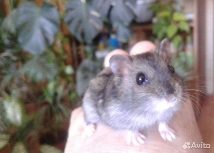 Джунгарские хомячки. Серые, белые,крем, персиковые