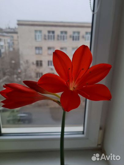 Лилии комнатные луковицы