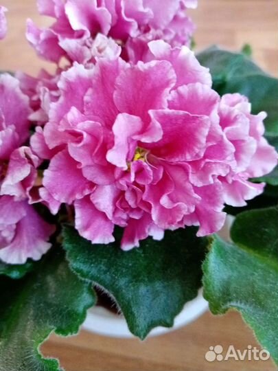 Фиалка домашняя(сенполия)