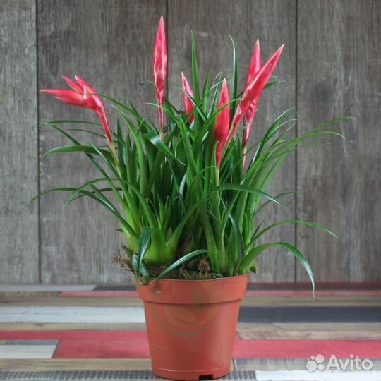 Вриезия Астрид 30/12