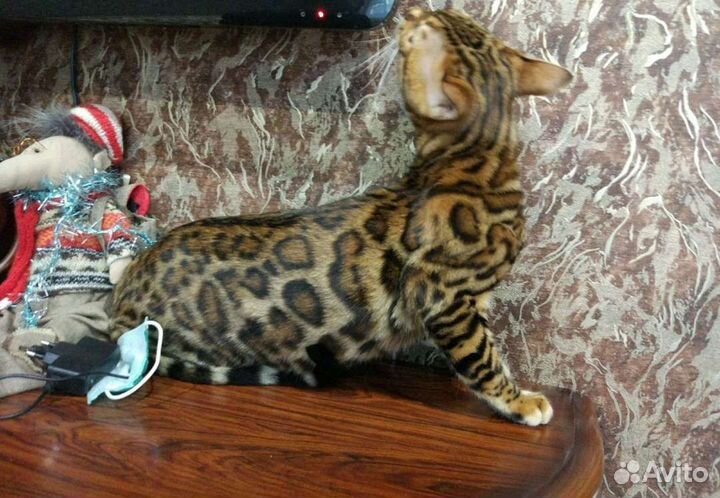 Бенгальский кот