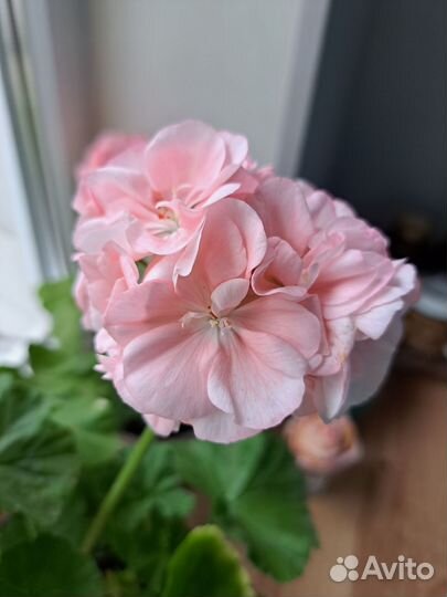 Пеларгония герань сортовая