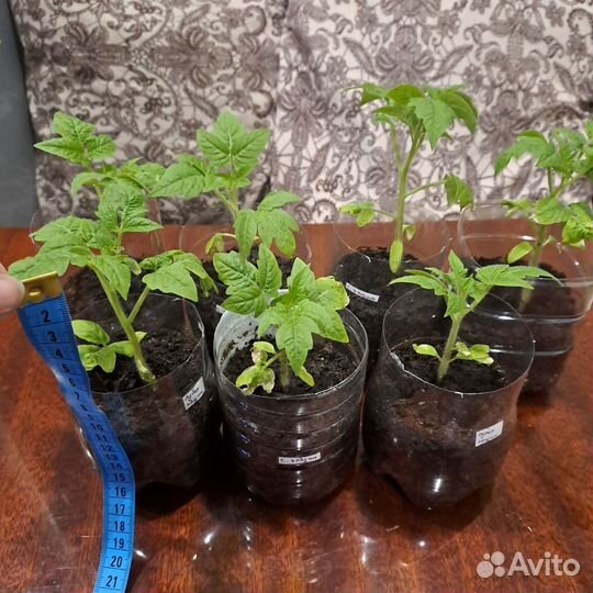 Рассада помидор