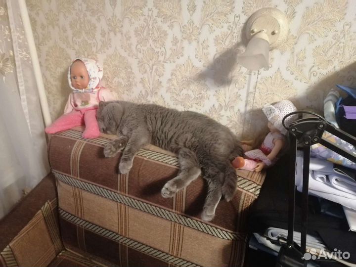 Приглашаем на вязку бесплатно