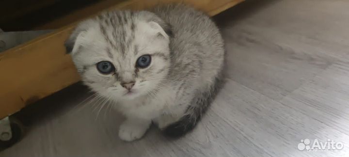 Шотландская