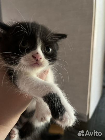 Отдам в добрые руки котят