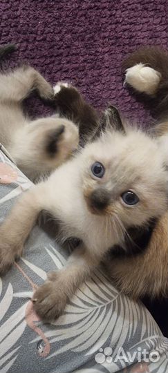 Котята сиамы помесь