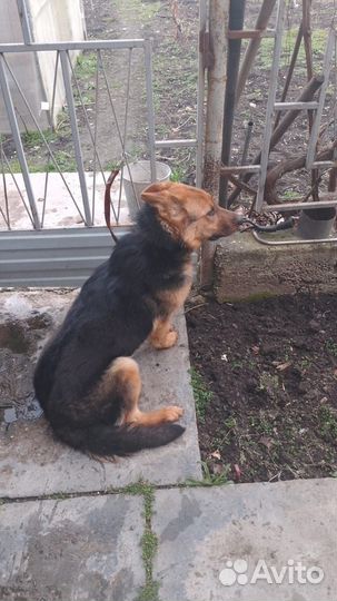 Немецкая овчарка