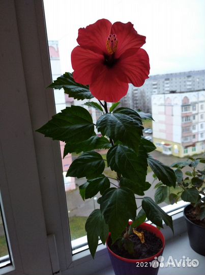 Продам цветы комнатные