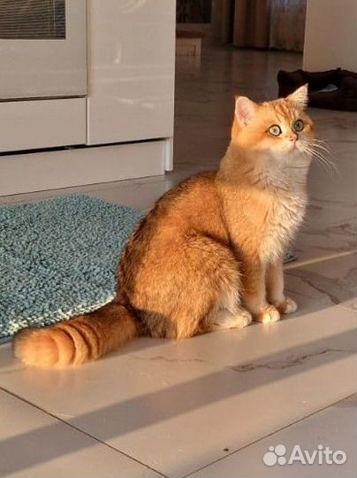 Шотландский кот на вязку