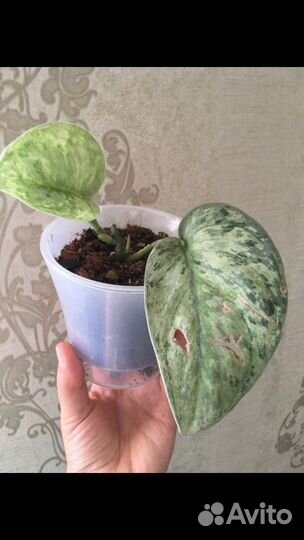 Сциндапсус экзотика марбл голограмм