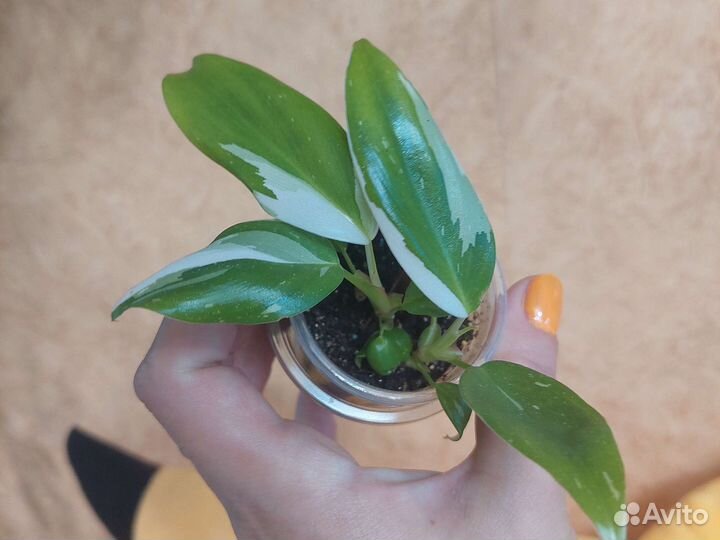 Филодендрон Белая Принцесса