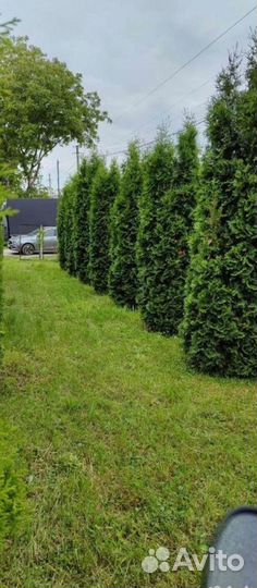 Туя Колумна