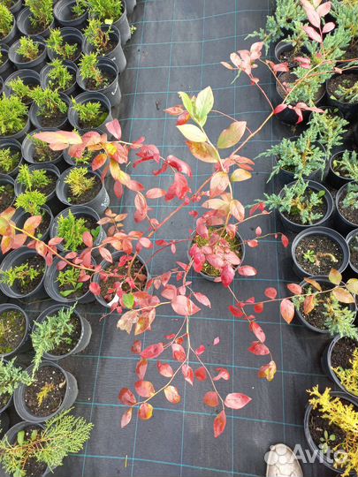 Голубика Патриот