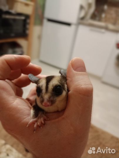 Белка летяга