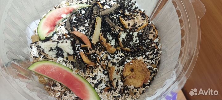 Жук знахарь / чернотелка / личинки жука знахаря