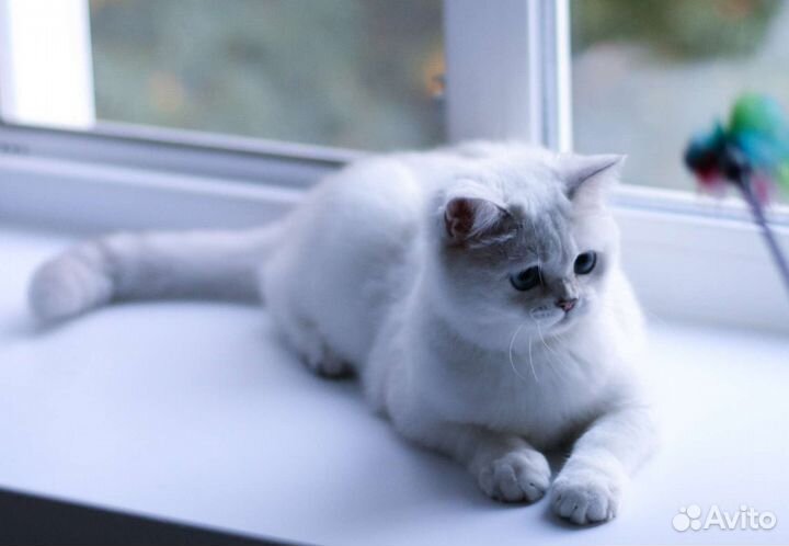 Синеглазая шотландская девочка