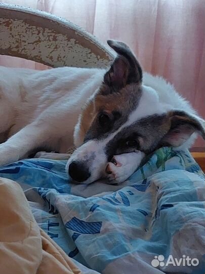 Собачка в дар