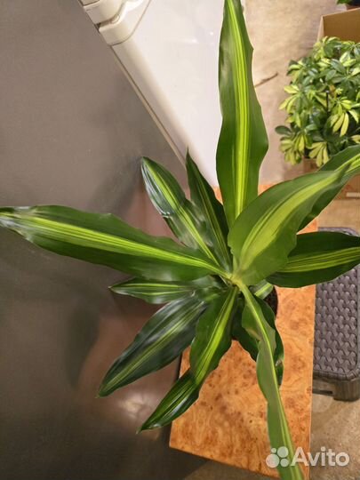 Драцена Цинто