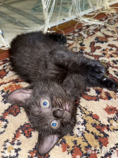 Отдам котят в добрые руки 2 мальчика