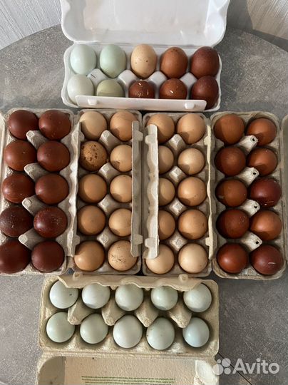 Инкубационное яйцо