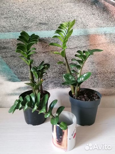 Замиокулькас зензи