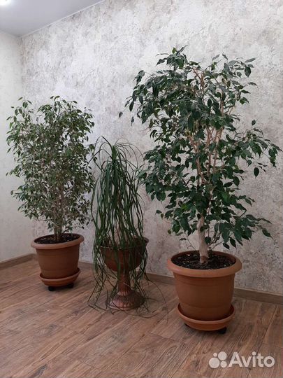 Комнатные растения