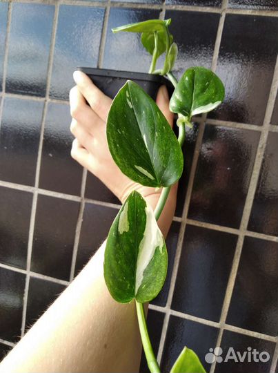 Филодендрон Белая кобра