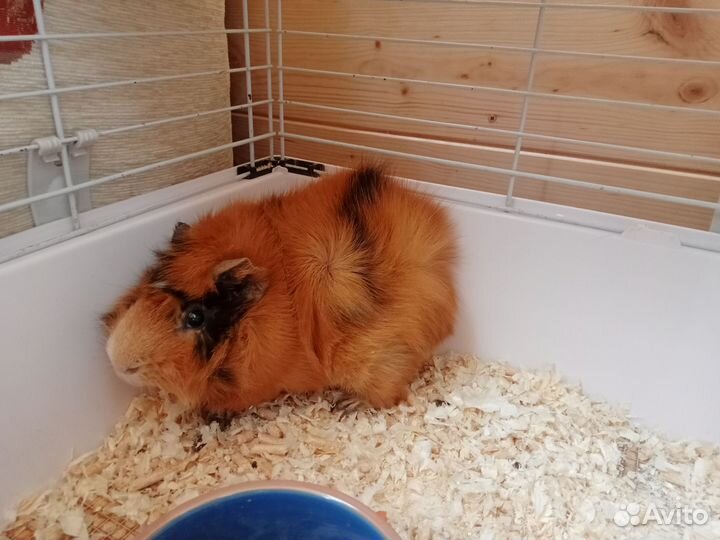 Морские свинки