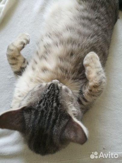 Котик в добрые руки