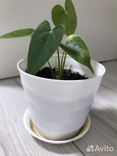 Толстянка (денежное дерево), антуриум, алоэ