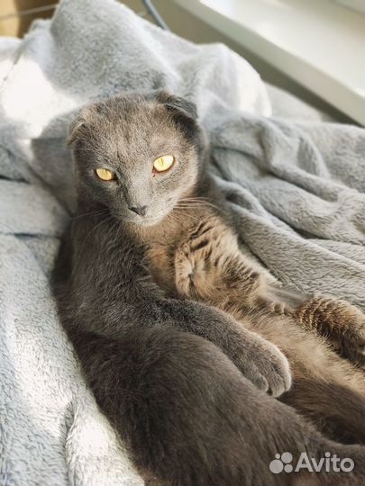 Котик бесплатно