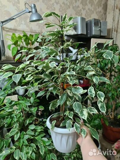 Фикусы бенджамина