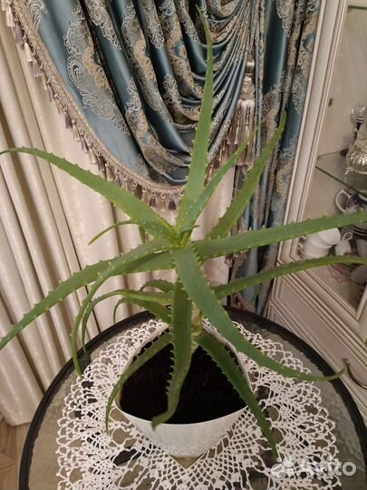 Алоэ столетник