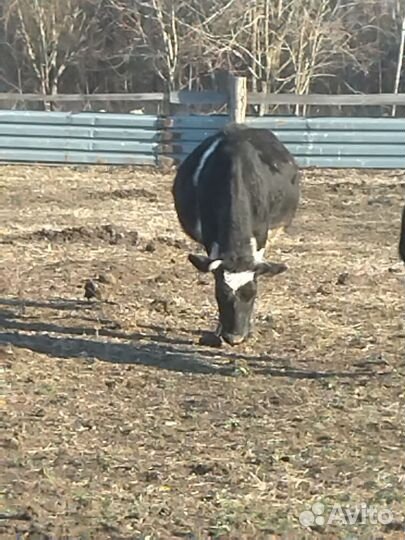 Корова стельная