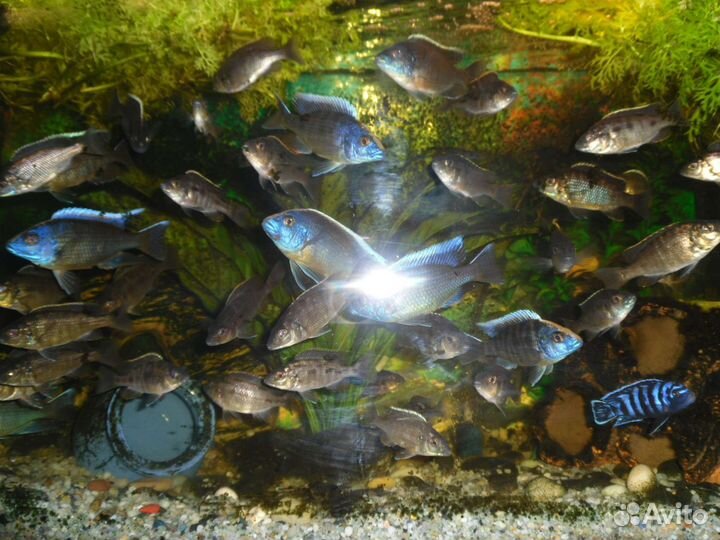 Аквариумные рыбки