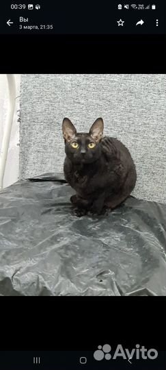 Корниш-рекс