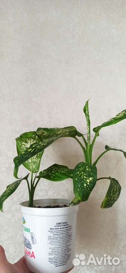 Диффенбахия