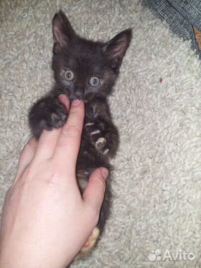 Котята породы Курильский бобтейл