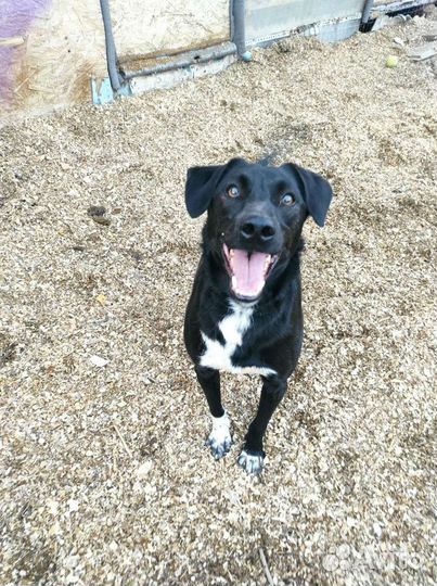 Самая веселая и добрая собака