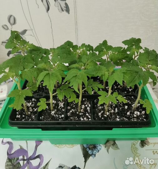 Рассада помидор