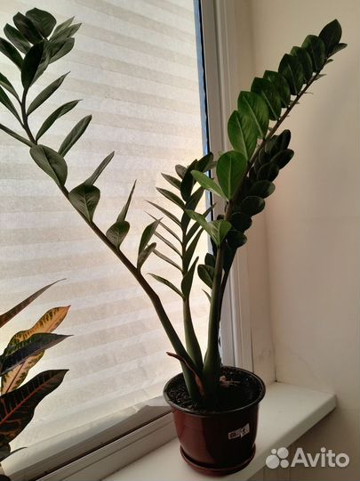 Замиакулькас