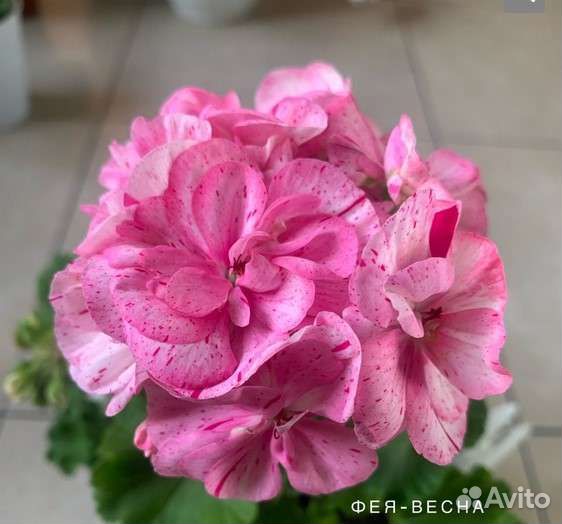 Пеларгония, черенки, читать описание