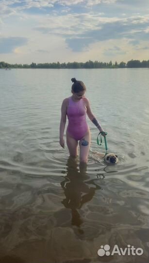 Кинологическая передержка