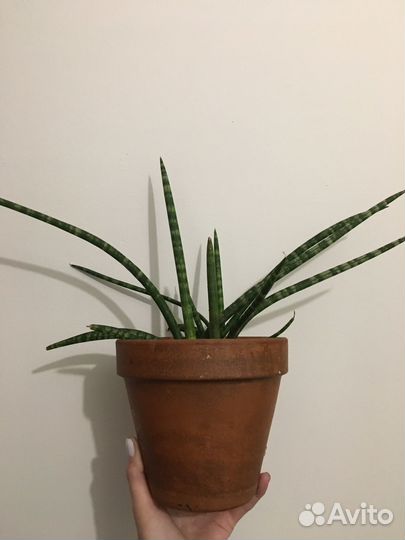 Сансевиерия цилиндрика разные сорта