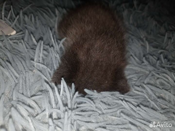 Отдам котят