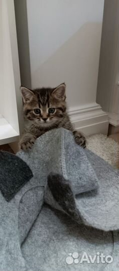 Британские котята